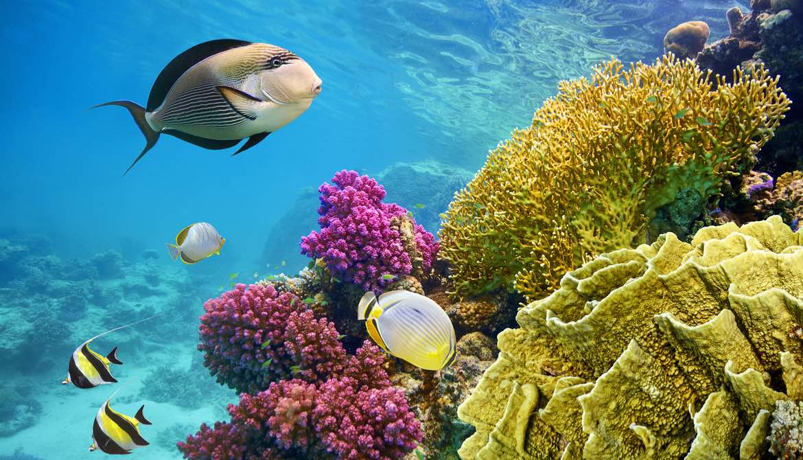 Underwater ecosystem scene with coral reef and fish