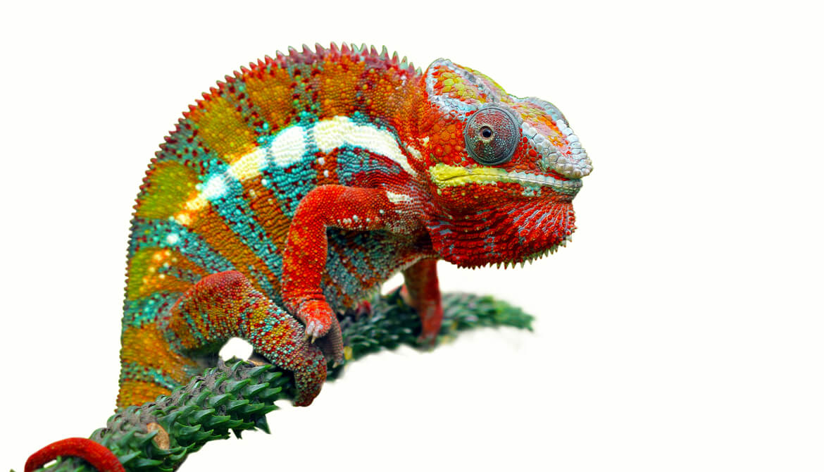 colorful chameleon on a branch