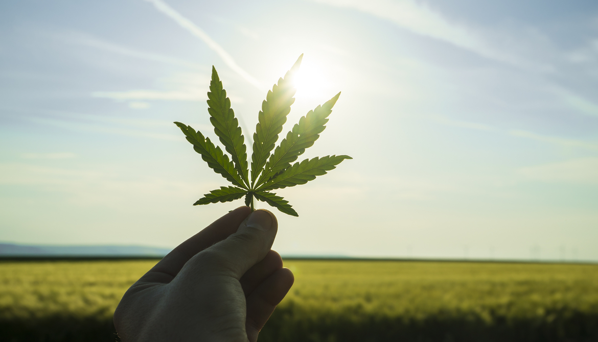 holding cannabis leaf by field in sunshine