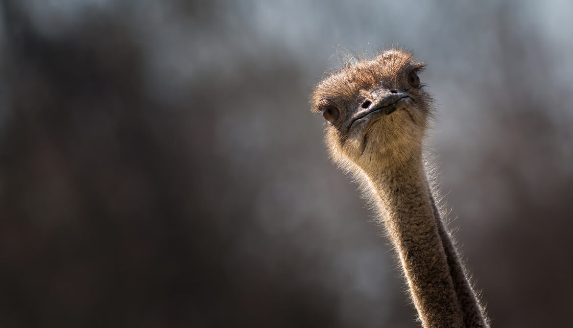 ostrich craning neck and looking alert