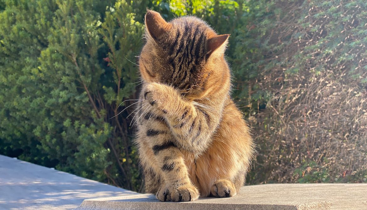 striped cat who made a mistake covering its face in shame