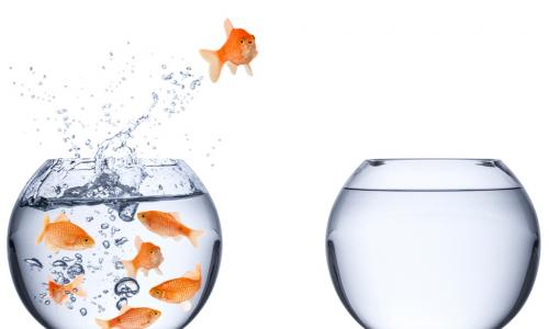 goldfish taking the opportunity to jump from a crowded fish bowl to an empty one
