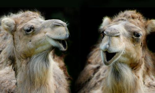 two funny dromedaries or camels having a conversation