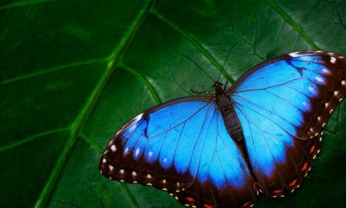 Blue Morpho butterfly sitting on green leaves