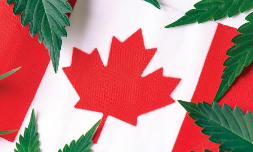 cannabis leaves over Canadian flag