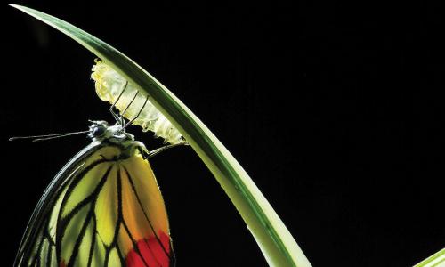 colorful butterfly emerging from chrysalis on a blade of grass