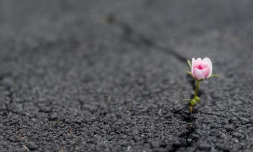 resilient pink rose flower growing out of crack in asphalt