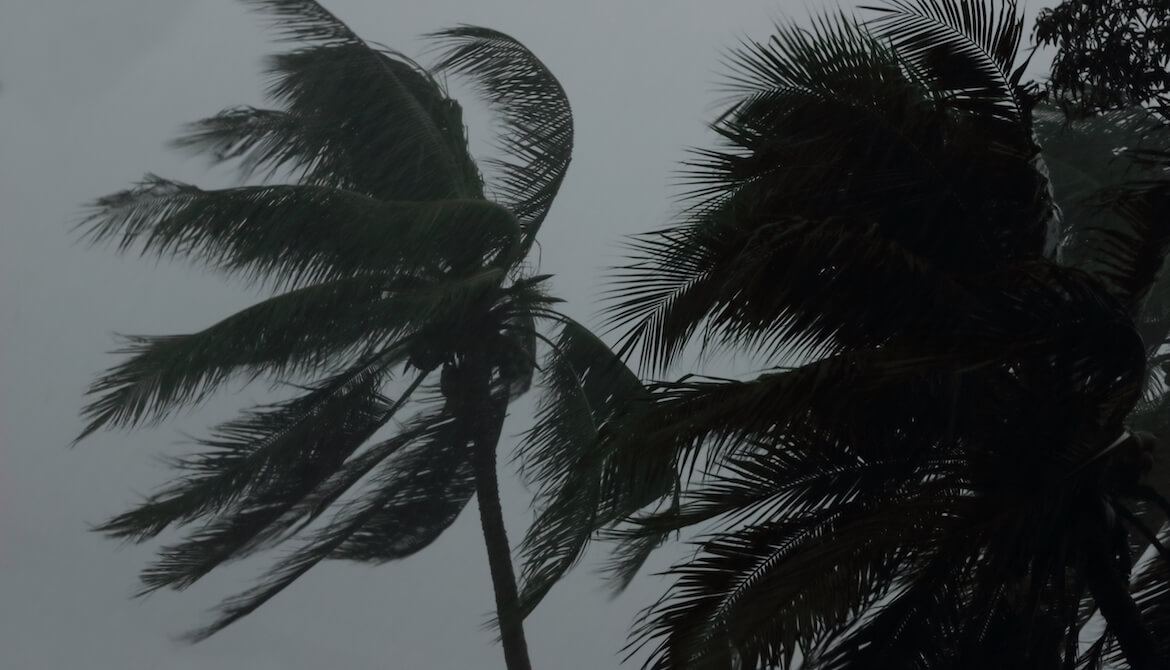 Coconut palms tree during heavy wind or hurricane. 