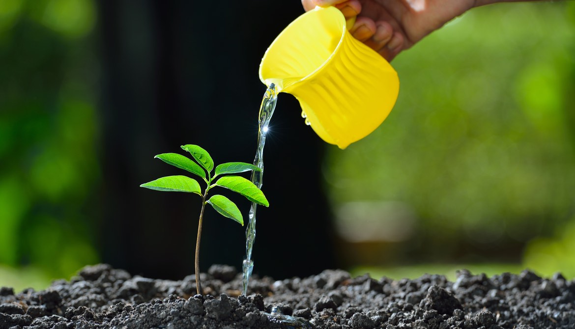 watering a small plan with a yellow pitcher