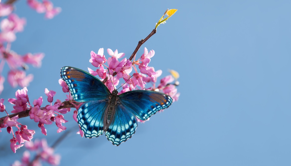 blue butterfly visiting flowering tree branch