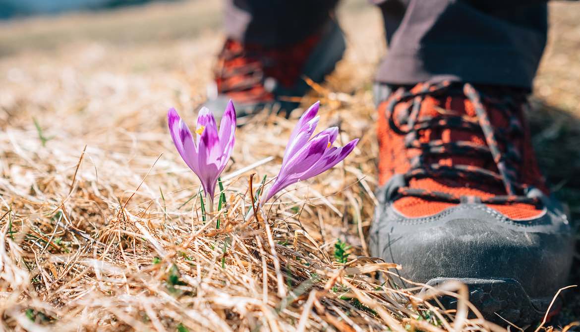 hiking boots near crocus flowers
