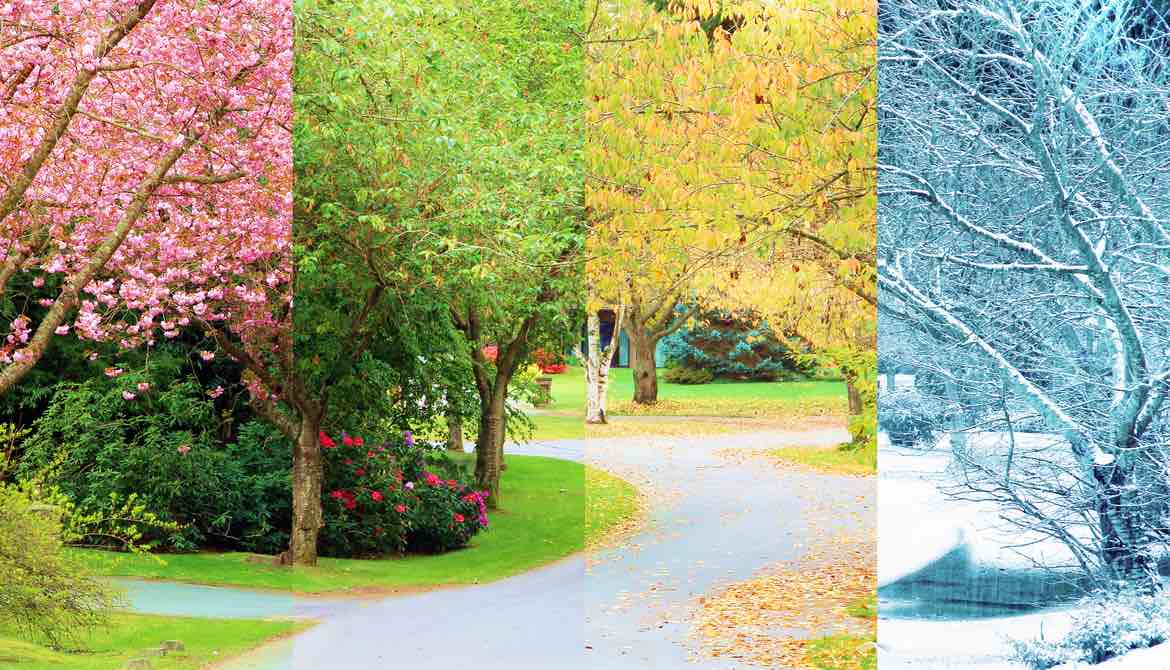 trees during all four seasons