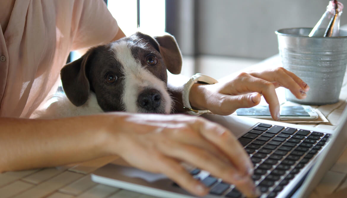 female hands working on laptop with dog