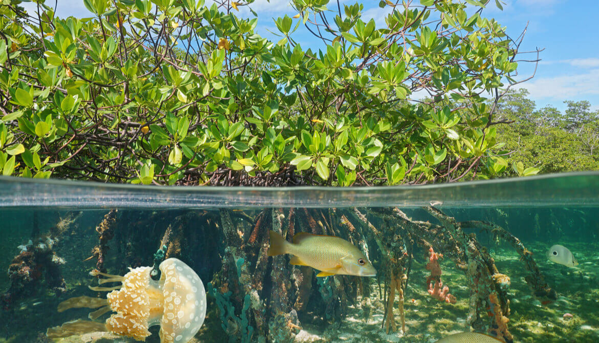 Mangrove above and below water surface, half and half, with fish and a jellyfish underwater, Carribbean sea
