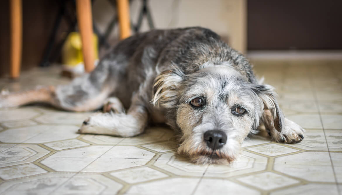 sad looking gray and white dog languishing on kitchen floor