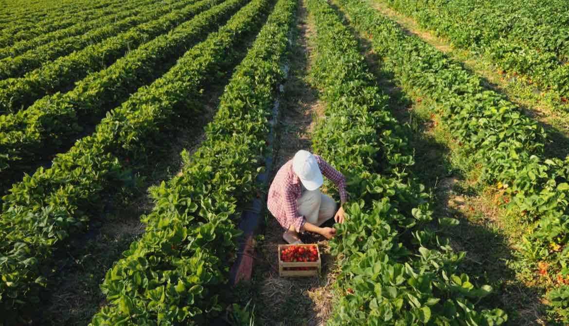 woman harvesting berries