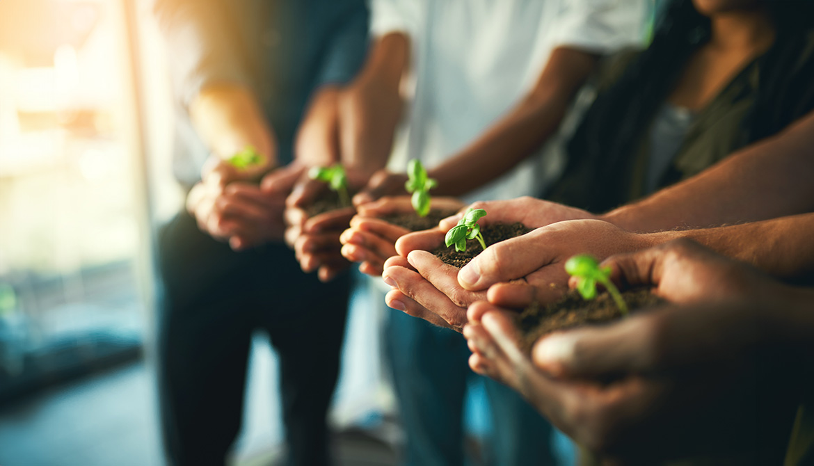 hands holding seedlings