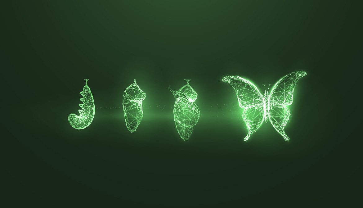 metamorphosis of a butterfly with green background