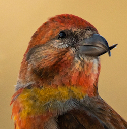 crossbill bird