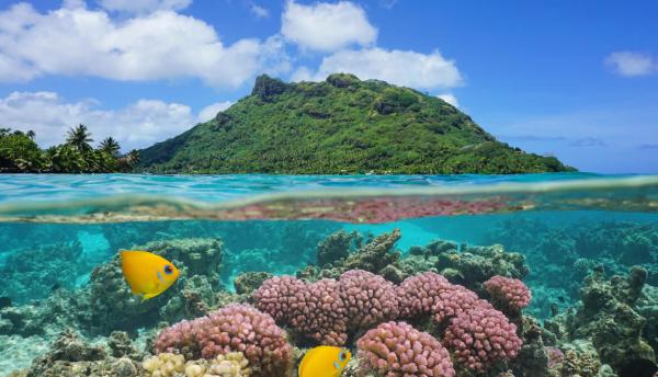 Lush green volcanic island rising above the sea and a colorful coral reef and fish below the surface of the water