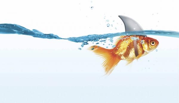 goldfish swims with a shark fin strapped to its back