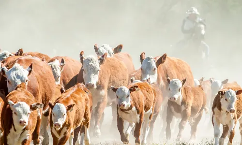 mall herd of cattle running through a dry dusty meadow with a cowboy riding a horse behind it