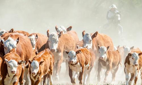 mall herd of cattle running through a dry dusty meadow with a cowboy riding a horse behind it