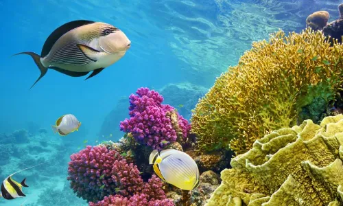 Underwater ecosystem scene with coral reef and fish
