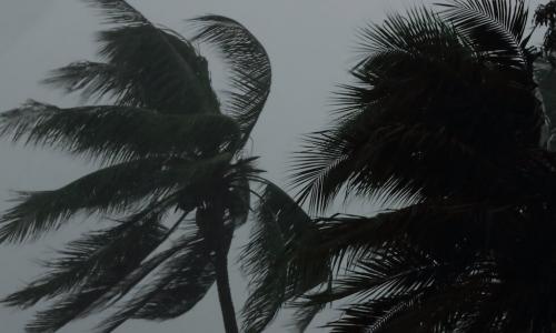Coconut palms tree during heavy wind or hurricane. 