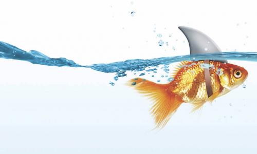 goldfish swims with a shark fin strapped to its back