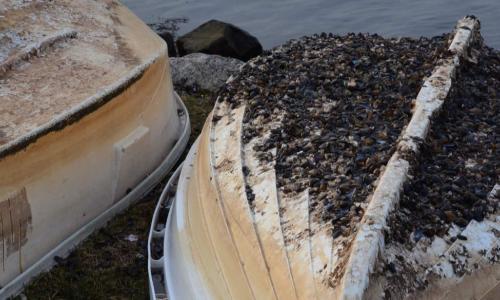 boat with barnacles on bottom
