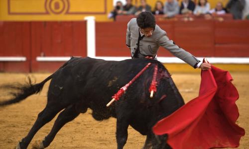 bull fighter with cape and bull