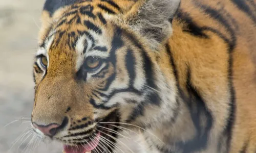 tiger baring its fangs