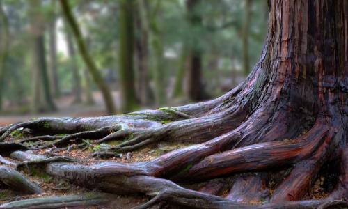 tree roots in a forest