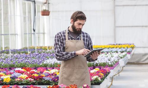 business owner using tablet in greenhouse