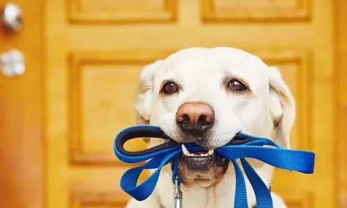 loyal dog with leash