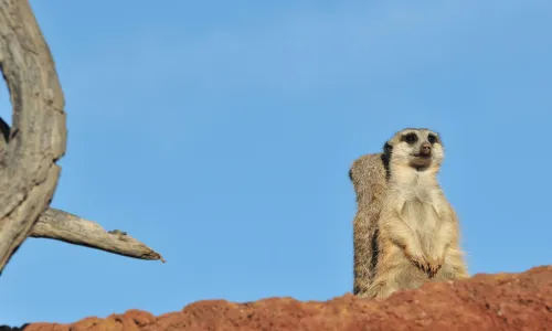 animal on high alert