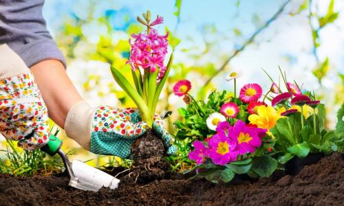 gardener transplanting hyacinth bulb in colorful spring flower bed