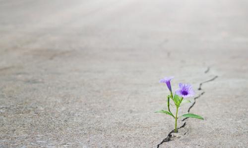resilient purple flower growing through crack in cement