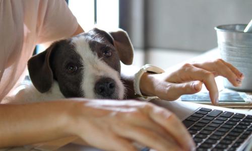 female hands working on laptop with dog