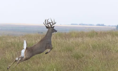 whitetail deer buck leaping across field