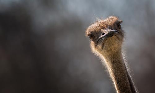 ostrich craning neck and looking alert