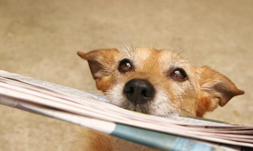 Cute scruffy terrier dog bringing in the newspaper
