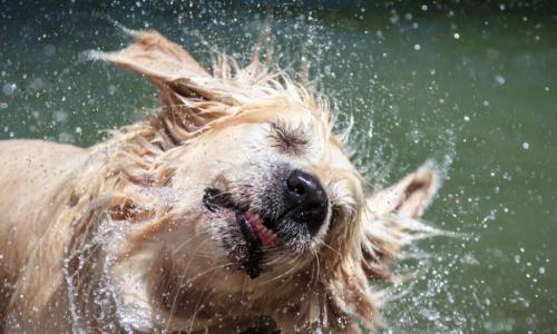 dog shaking after bath