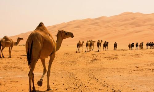 many camels walking through desert toward big dunes