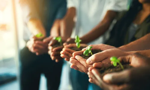 hands holding seedlings